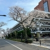 立石・東四つ木周辺の人気お花見スポット(桜名所)