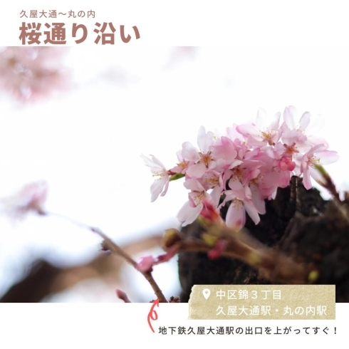 都会の桜も変わらず綺麗です「名古屋市中区のお花見スポット♩［名古屋市中区の地域密着ニュース］」