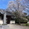 ■桜特集■長久手 安昌寺 淡墨桜