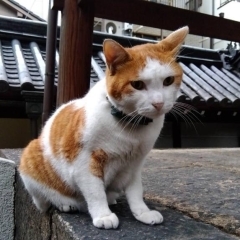 由緒正しき圓満寺の看板猫