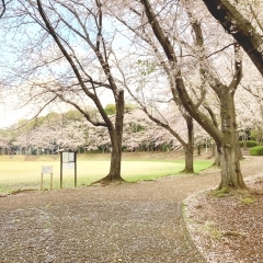 飯綱近隣公園|八千代市