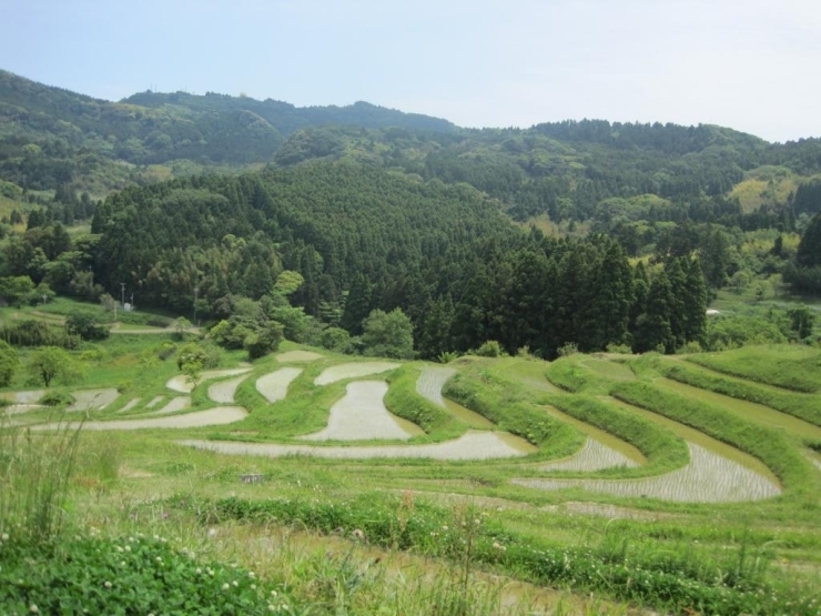 日本棚田百景にも選ばれた大山千枚田