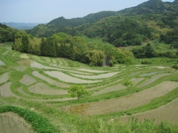 傾斜地に小さな田んぼがいくつもあるのです