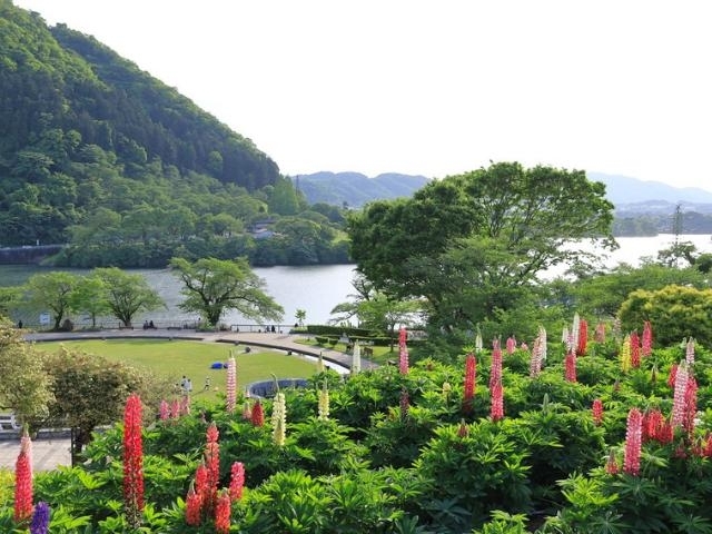 色とりどりのルピナスと津久井湖