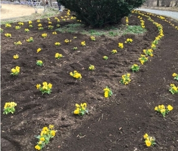 植えた直後の花壇の様子