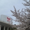 大阪市東住吉区の桜スポット 5選