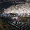 新京成電鉄の元山~くぬぎ山駅間の桜並木をライトアップ! 2025年3月25日~30日まで