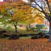 【紅葉スポット】 岡谷市 鳥居平やまびこ公園