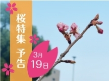 3月19日（火）桜の開花情報