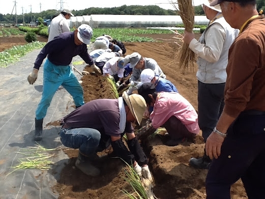 ６月７日（木）、ネギの植え付け