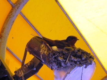 テントの軒下にツバメが巣を作っていました。縁起がいいですね。＾＾