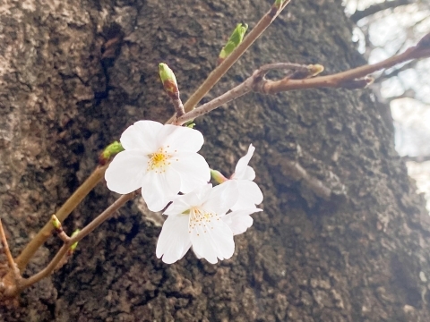 さくらの花アップ