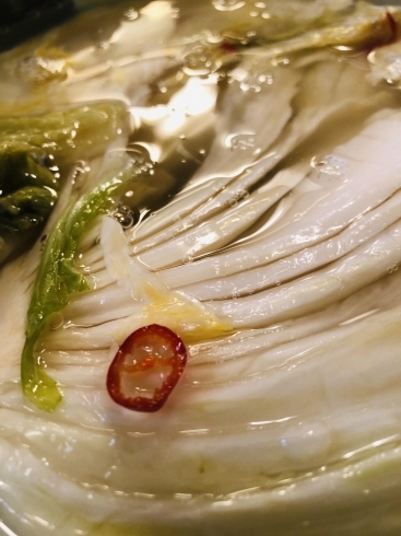 自家製 白菜浅漬け「小樽の真だち、サロマの牡蠣、他にも色々ありまーす」
