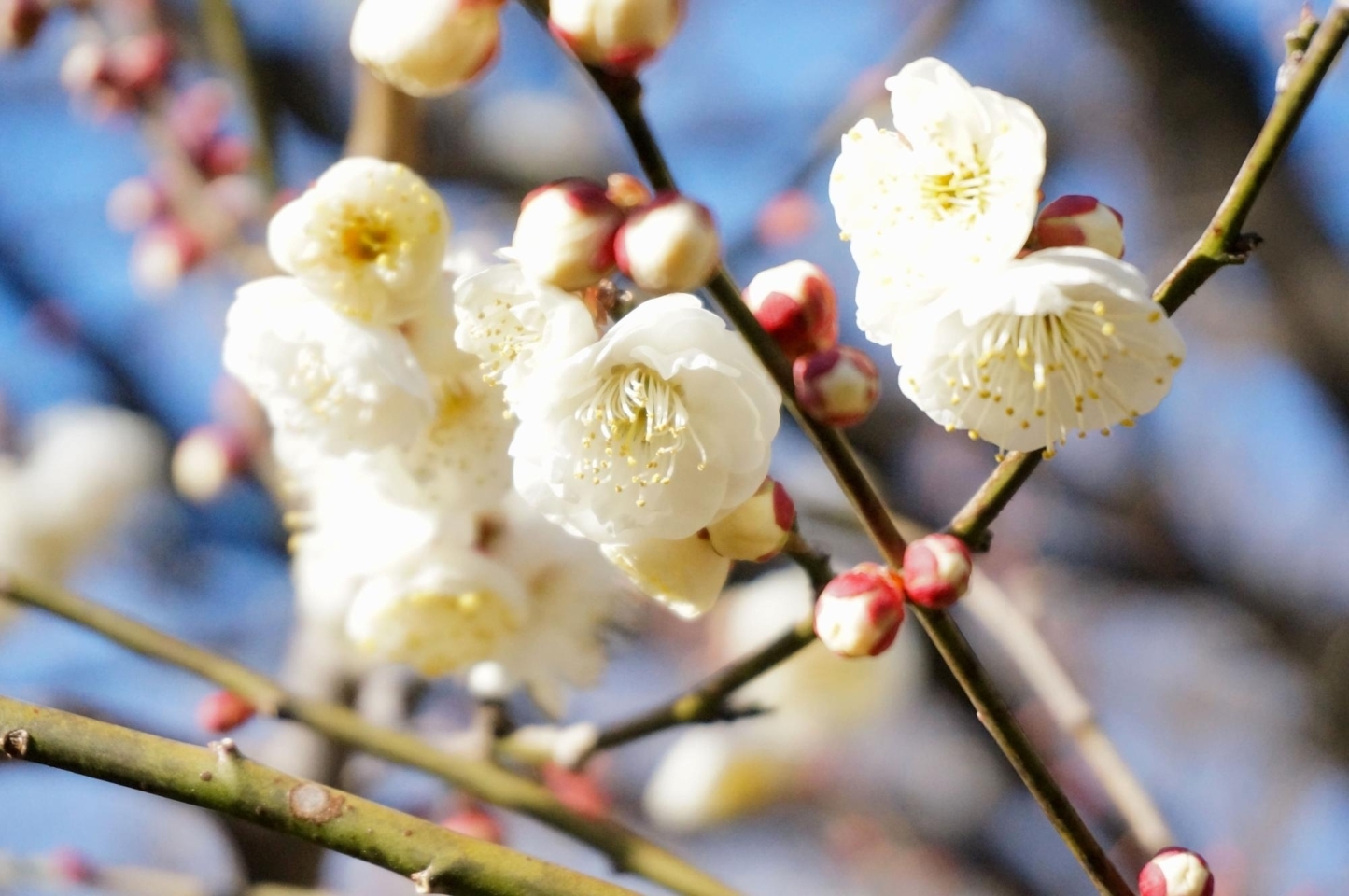 2月上旬でまだ全体の1から2分咲きでした
