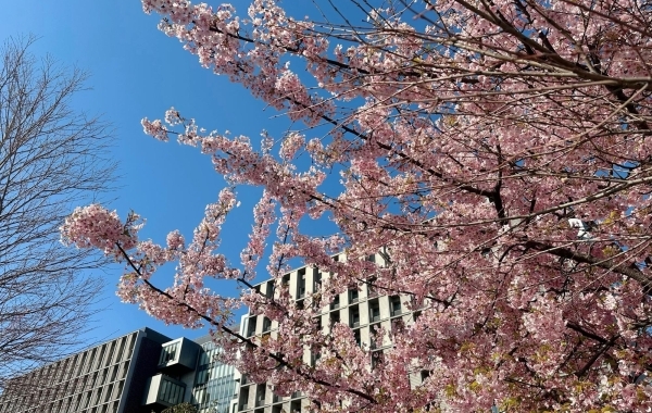 そろそろ見納め！葛飾区で見れるカワヅザクラ（河津桜）※2024年3月14日