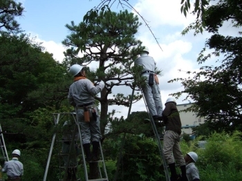 松の手入れ作業。<br>各班１本づつの分担手入れ。班内でも高い場所、<br>低い部分にうまく配分しての作業は続く。