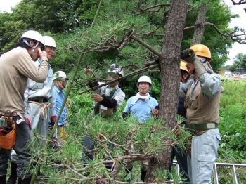 竹とシュロ縄を利用して樹形を整える誘引作業。