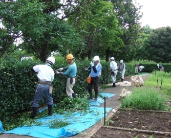 習い覚えの刈込み側面、上から下へ垣根（山茶花）<br>の剪定作業