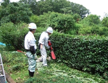 垣根の刈り込みでは側面から天端という作業を<br>場所によっては最初からバリカンで行うこともある。