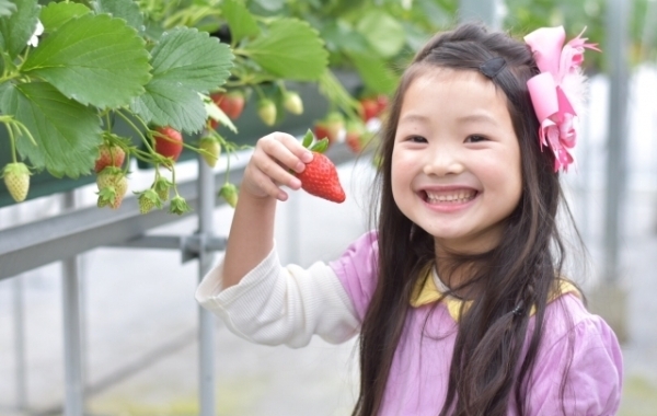 千葉、船橋、市川、習志野から行けるイチゴ狩り特集