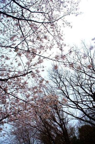「桜は今何分咲き！？　千葉市青葉の森公園にて」