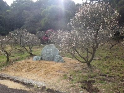 「滝の宮公園（日本庭園）梅の開花状況について」
