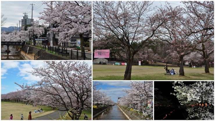 「長岡の『桜』開花状況♪【4月5日現在】」