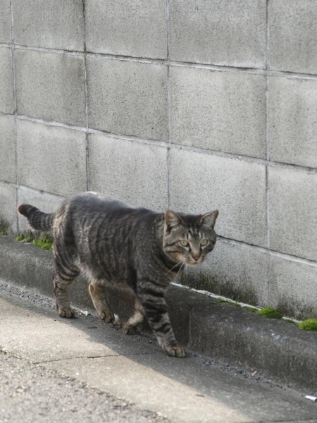 撮影：岡崎写真館