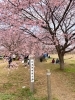 北浅羽桜堤公園(きたあさばさくらづつみこうえん)