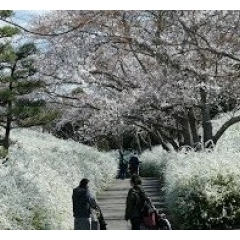 開花だより「ユキヤナギ」緑化センター 2019 春