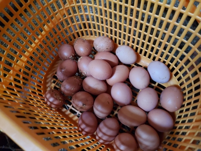 収穫したタマゴちゃん！「飯豊町でニワトリを平飼いされている田中さんの鶏舎を取材してきました♪」