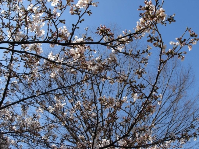 「宝石店銀座ムネトモ店頭、宮崎台＜さくら坂＞13回　２００９．４．５　ふる里さくら祭り（其の１０）：日本で春を代表する花は桜。中国では桃李。これらの花を見て人生を謳った優れた詩文や和歌がある。日本（小野小町）中国（劉廷芝）桜が咲くと語られる。」