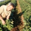 【三枝農園】三枝さんの野菜は、有機堆肥と炭の力で美味しいと評判!