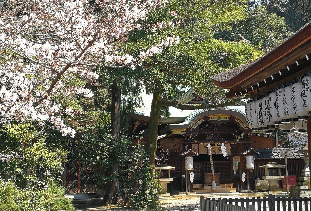 粟田神社の桜