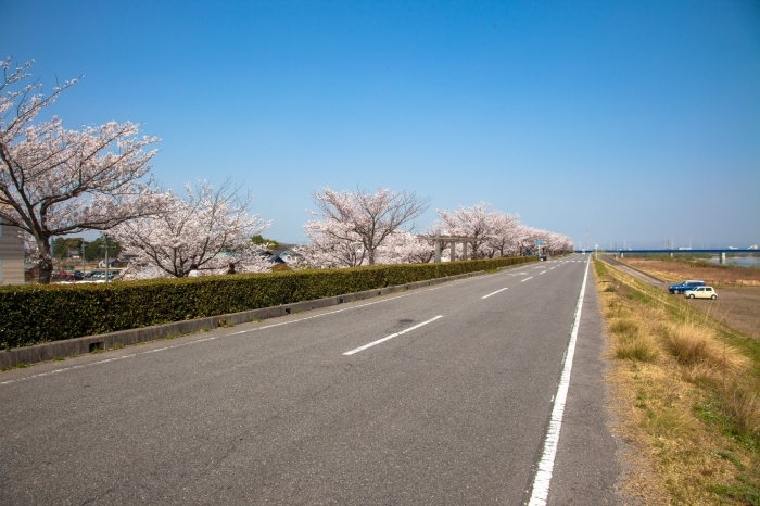 堤防沿いに桜が植わっています