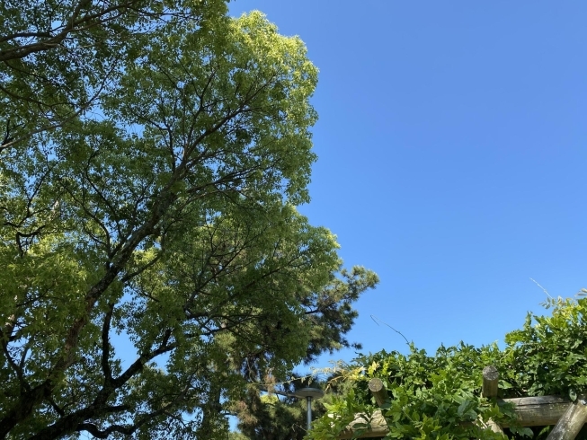 コロナ自粛の賜？でさらに澄み渡った青空「コロナが教えてくれたもの。」