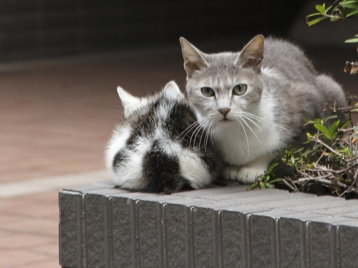 しっかり子を守る親猫