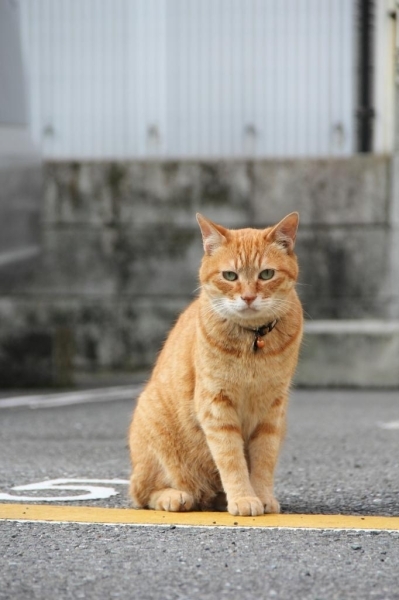 場所：勝島