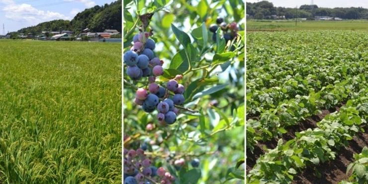 写真左は、稲作「ミルキークィーン」。写真中は、夏の味「ブルーベリー」。写真右は、甘味が大人気の「黒大豆」。<br>土の上、緑いっぱい、空も広い広い、気持ちいいな～♪