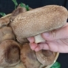 【田村きのこ園】肉厚ジャンボしいたけ 1.5kg (期間限定頃)ほか