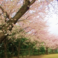 鷺沼城址公園｜習志野市