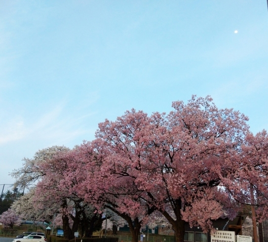 「伊那公園の桜見てきました！今が見頃!!【木曽・上伊那の情報発信　ポータルサイト】」