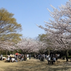 習志野市 香澄公園