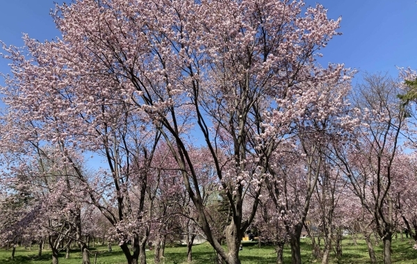 札幌北区東区にある桜並木や穴場まとめ