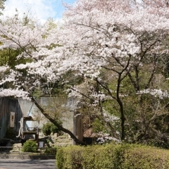 ■広島市■動物園は春もオススメ!!