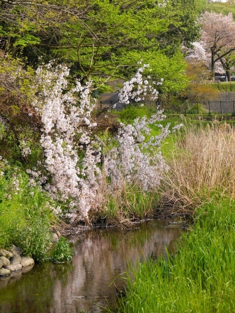 小川の水面に映る桜