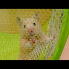 どや顔ハムスター☆おもしろ可愛いハムスター☆cute funny hamster Cool face of a hamster　＃39