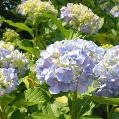 6月10日（土）あじさい便り  今日は夏日！