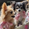 愛媛県にお住まいのIさんちのリサちゃん&ルナちゃん