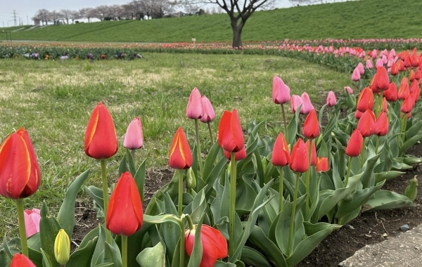 今年は遅咲き！柴又チューリップ☆土手の芝桜☆柴又公園の桜が綺麗に開花！［柴又の江戸川河川敷付近］